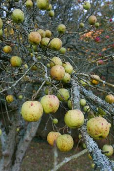 walk in the Brittany countryside in Finistere, France.
discovery of the flora and fauna of the forests