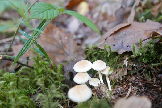 walk in the Brittany countryside in Finistere, France.
discovery of the flora and fauna of the forests