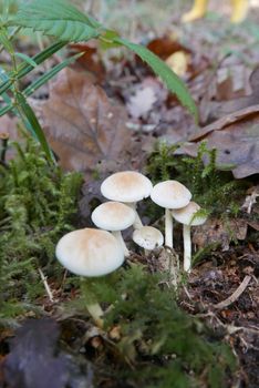 walk in the Brittany countryside in Finistere, France.
discovery of the flora and fauna of the forests