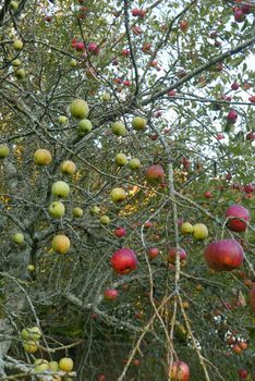walk in the Brittany countryside in Finistere, France.
discovery of the flora and fauna of the forests