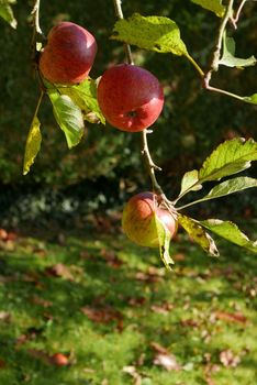 walk in the Brittany countryside in Finistere, France.
discovery of the flora and fauna of the forests