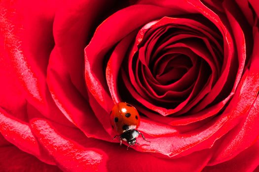 Ladybug climbs on red rose macro close up