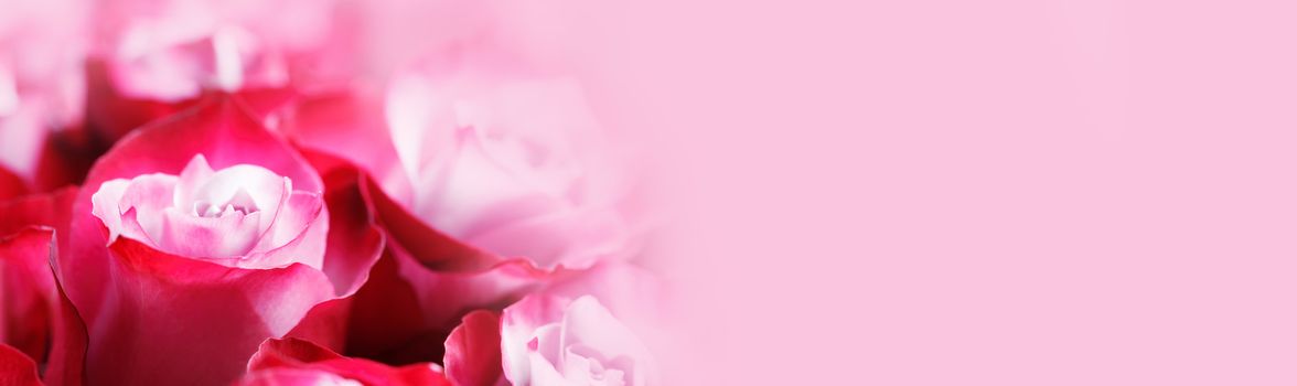 Pink rose flowers background with copy space for text