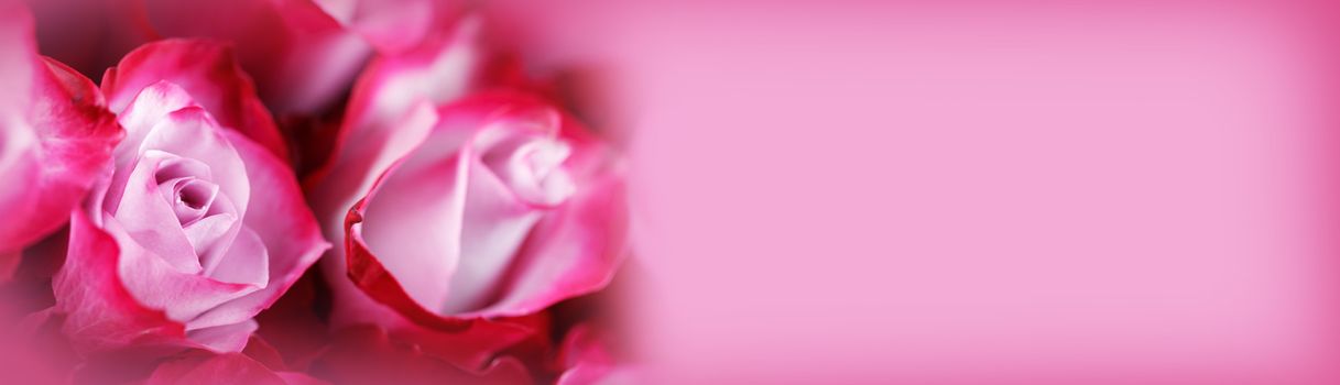 Pink rose flowers background with copy space for text