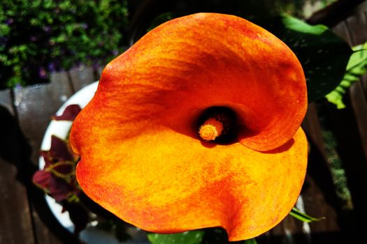 Calla lily,many beautiful orange flowers blooming in the garden in spring,arum lily,gold calla