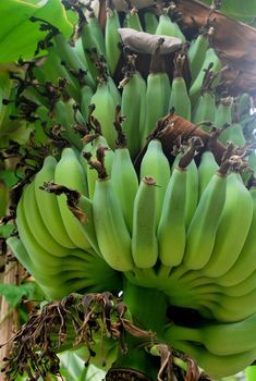 Banana species in Thailand, light green raw banana.