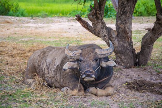 Buffalo lying under a tree