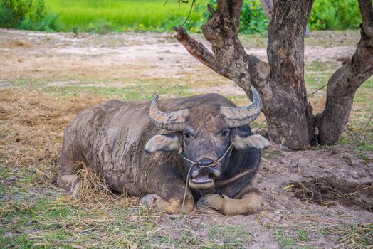 Buffalo lying under a tree