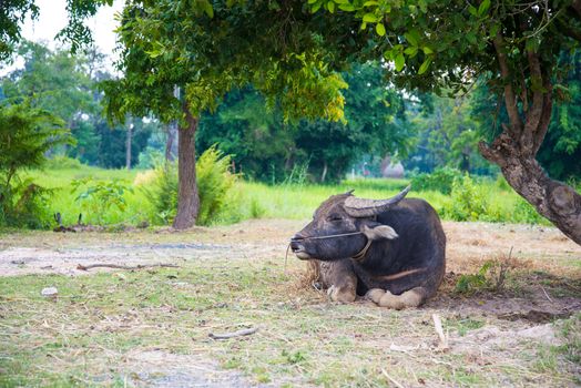 Buffalo lying under a tree
