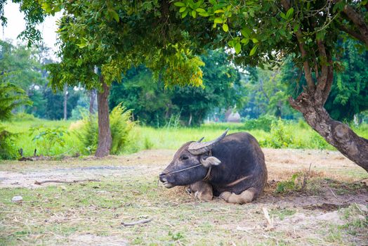 Buffalo lying under a tree
