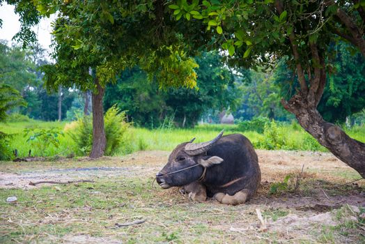 Buffalo lying under a tree