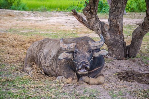 Buffalo lying under a tree