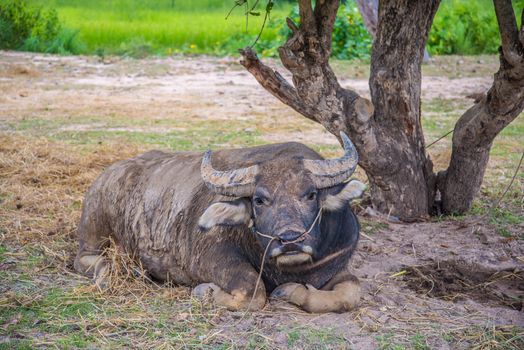 Buffalo lying under a tree