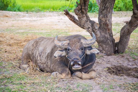 Buffalo lying under a tree
