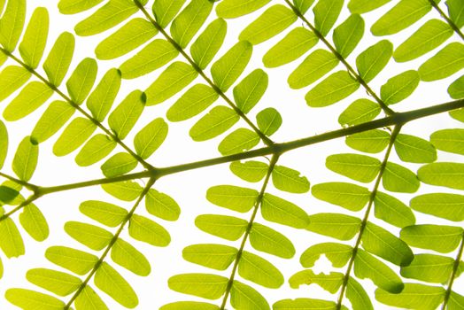 Green leaves background. leaf shapes