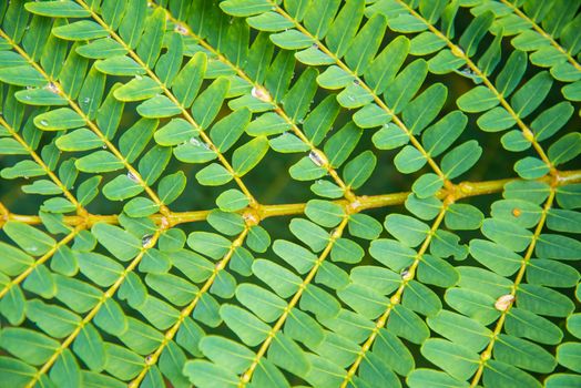 Green leaves background. leaf shapes