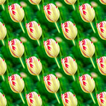 Seamless abstract spring natural background with blooming tulips.