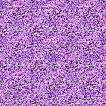 Seamless abstract spring, summer natural background with blooming purple flowers