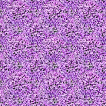 Seamless abstract spring, summer natural background with blooming purple flowers