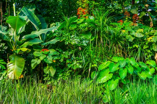 diverse plant species in a tropical garden, wild exotic vegetation, nature background