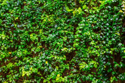 creeping fig plant growing on a wall, tropical climbing plant specie, Vines with many green leaves, nature background