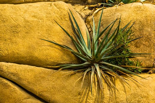 closeup of a agave plant growing on some rocks, popular tropical plant specie from America