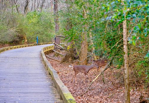 Does by Woodland Trail in Autumn