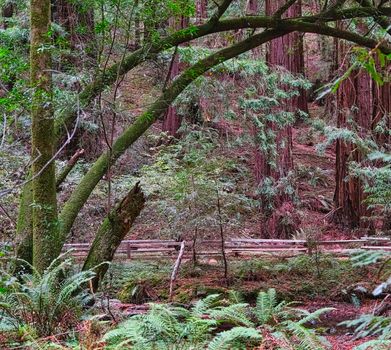 Split Rail Fence Through Redwood Forest in Muir Woods