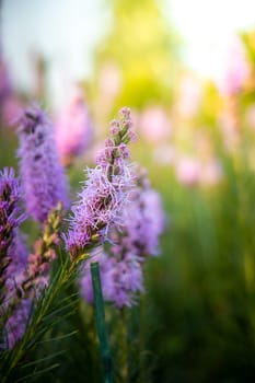 The background image of the colorful flowers, background nature