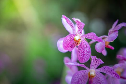 Beautiful blooming orchids in forest, On the bright sunshine