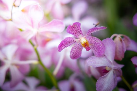 Beautiful blooming orchids in forest, On the bright sunshine