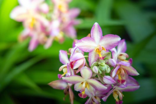 Beautiful blooming orchids in forest, On the bright sunshine