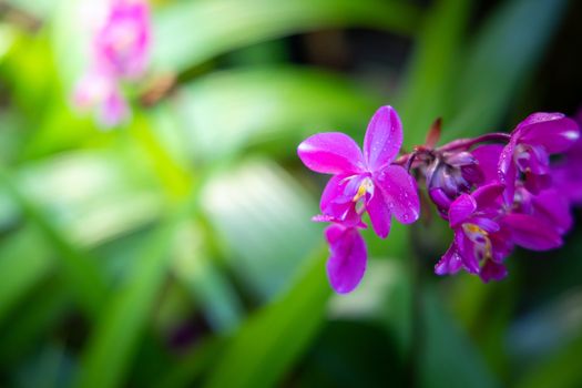 Beautiful blooming orchids in forest, On the bright sunshine