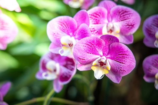 Beautiful blooming orchids in forest, On the bright sunshine