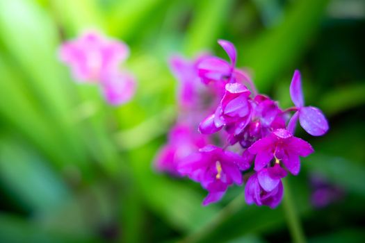 Beautiful blooming orchids in forest, On the bright sunshine