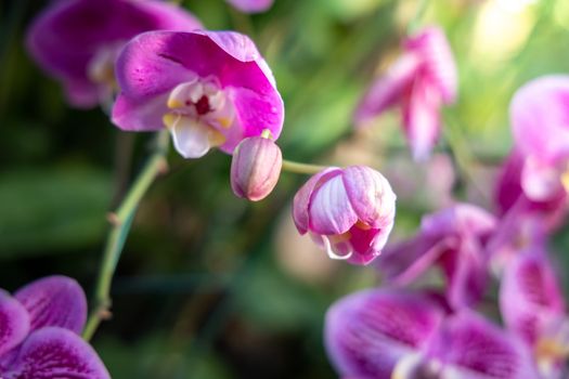 Beautiful blooming orchids in forest, On the bright sunshine