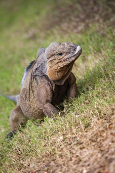 Grey Iguana in wildlife in Dominican Republic