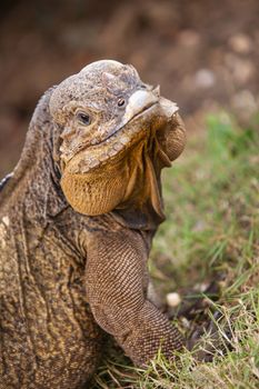 Close up of a Iguana in nature in Dominican Republic