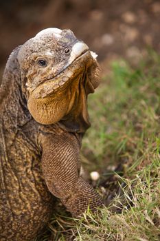 Close up of a Iguana in nature in Dominican Republic