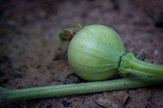 A small green decorative pumpkin with leaves. On the ground
