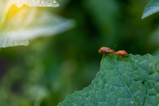 The Couple of ladybugs on a Pumpkin leaves over green background