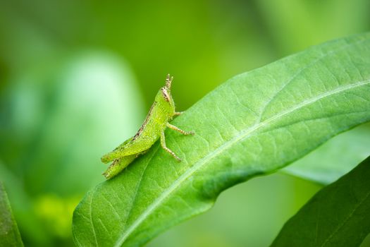 Grasshopper on green leaf in organic farm. Closeup and copy space. Integrity of natural environment.