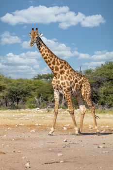 South African giraffe go to waterhole, Giraffa giraffa, at Etosha national park, Africa Namibia safari wildlife