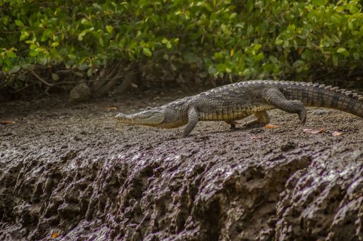 Crocodile walking along the Gambia river in the part of the mangroves in Africa