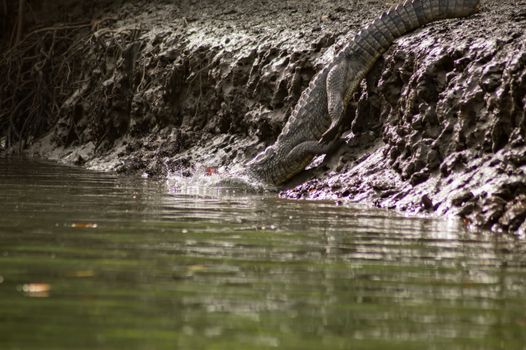 Crocodile walking along the Gambia river in the part of the mangroves in Africa