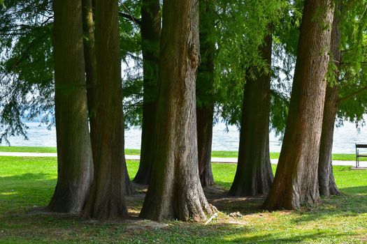 Larch trees in group, grass at summer. Lakeshore in the background, with walking path. Latin name Larix. Green nature background with shallow depth of field, soft focus.