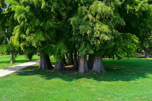 Larch trees in group at summer in Hungary, Keszthely. Park with walking path and lawn. Green nature background with soft focus.