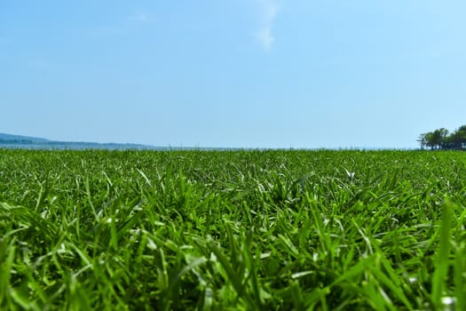 Green grass close up. Blue sky and lake in the background.