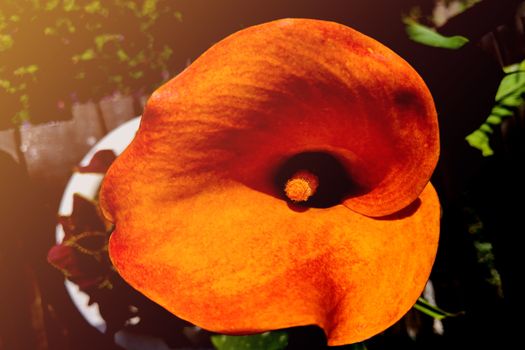 Orange Calla Lilies on plants in the garden