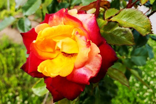 red and yellow roses in the garden. Spring